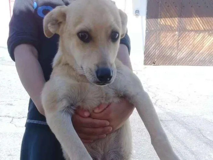 Cachorro ra a Viralata idade 7 a 11 meses nome Rafael