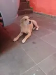 Rafael