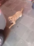 Rafael