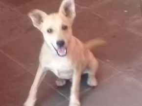 Cachorro raça Viralata idade 7 a 11 meses nome Rafael
