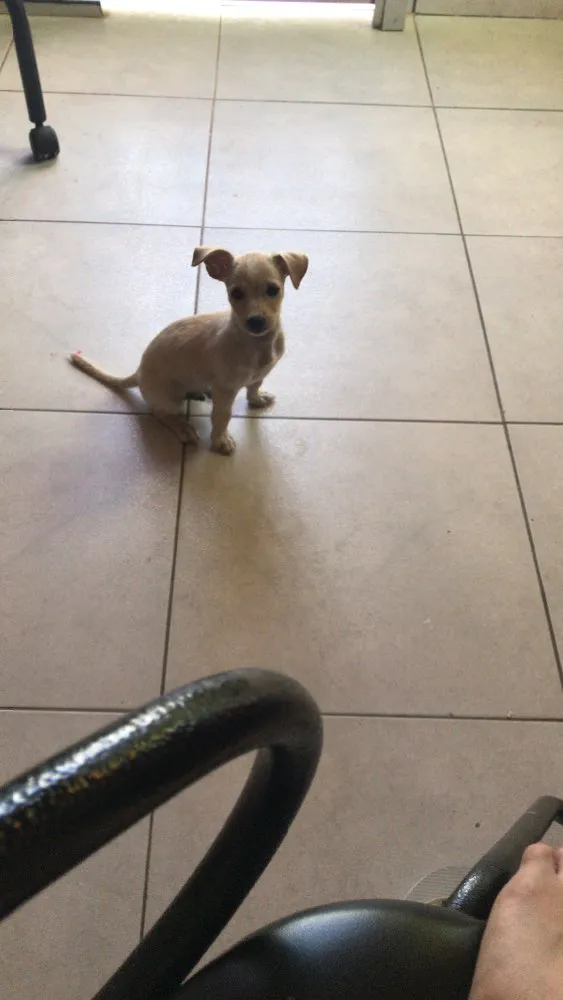 Cachorro raça Mestiço  idade 2 a 6 meses nome Sem nome 