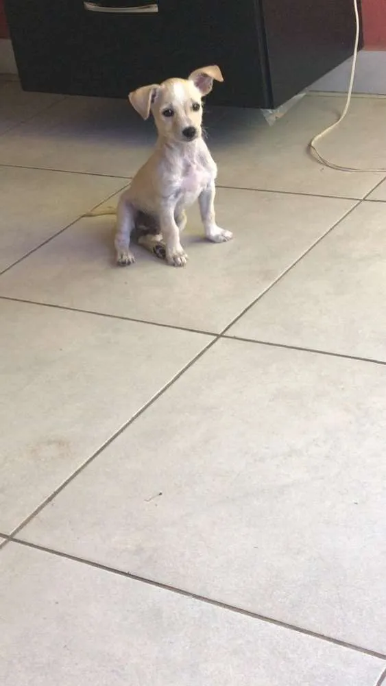 Cachorro raça Mestiço  idade 2 a 6 meses nome Sem nome 