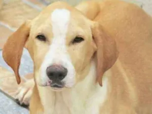 Cachorro raça  idade 7 a 11 meses nome Tobias Filhote