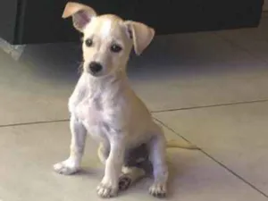 Cachorro raça Mestiço  idade 2 a 6 meses nome Sem nome 