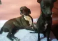 Sophia e Mel