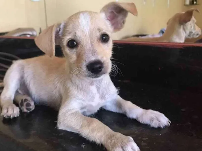 Cachorro raça Mestiço  idade 2 a 6 meses nome Sem nome 