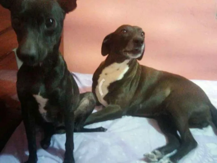 Cachorro ra a viralata idade 2 anos nome Sophia e Mel