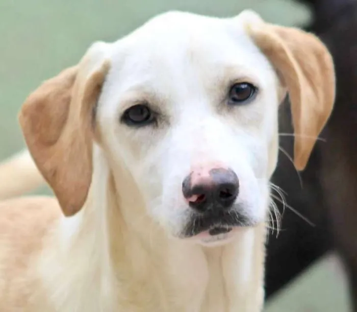 Cachorro ra a  idade 7 a 11 meses nome Penélope Filhote