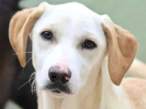 Cachorro raça  idade 7 a 11 meses nome Penélope Filhote