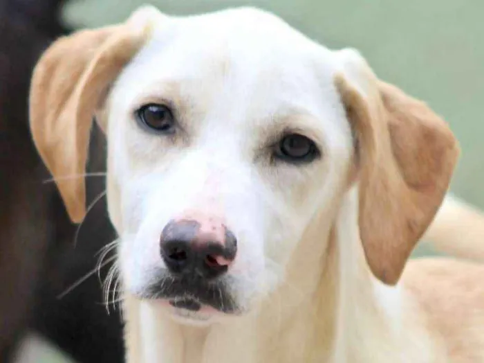 Cachorro ra a  idade 7 a 11 meses nome Penélope Filhote