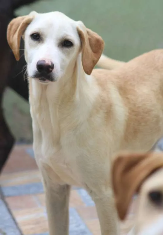 Cachorro ra a  idade 7 a 11 meses nome Penélope Filhote