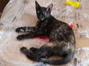 Gato raça  idade  nome FEMEA PRETA