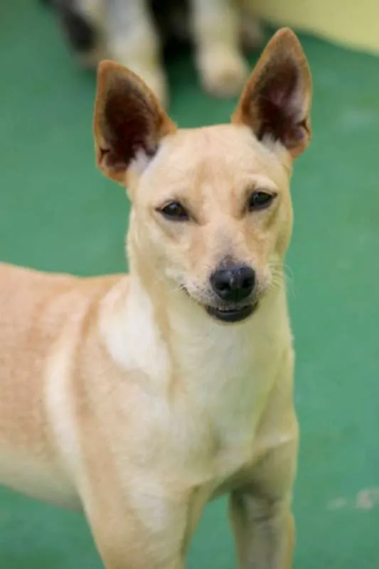 Cachorro ra a  idade 2 anos nome Bob Pequeno
