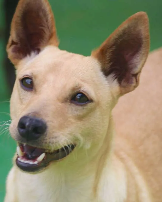 Cachorro ra a  idade 2 anos nome Bob Pequeno