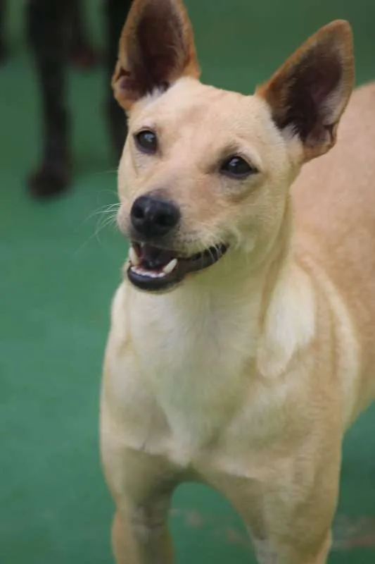 Cachorro ra a  idade 2 anos nome Bob Pequeno