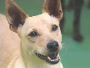 Cachorro raça  idade 2 anos nome Bob Pequeno