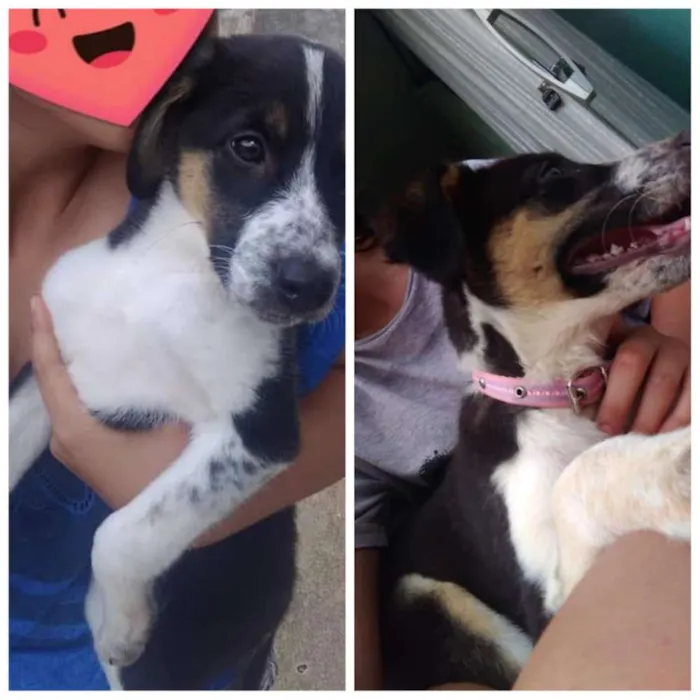 Cachorro ra a Vira lata idade 2 a 6 meses nome Pandora