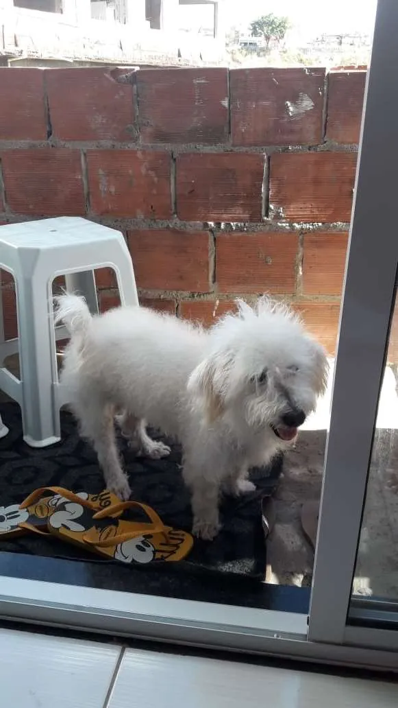 Cachorro raça Podool idade 1 ano nome Bolinha