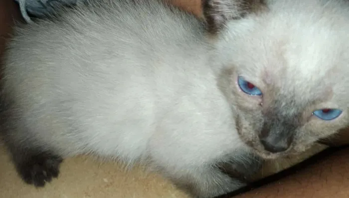 Gato ra a Siamês/Vira lata idade 2 a 6 meses nome Nenéns