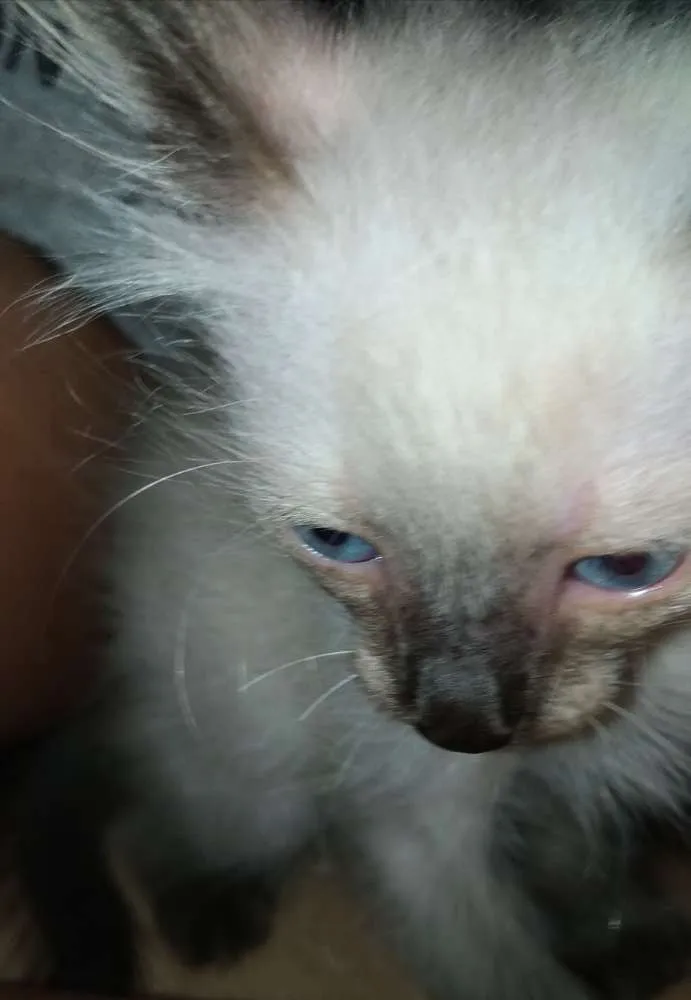 Gato ra a Siamês/Vira lata idade 2 a 6 meses nome Nenéns