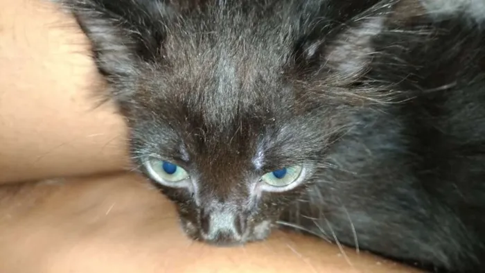 Gato ra a Siamês/Vira lata idade 2 a 6 meses nome Nenéns