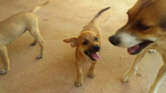 Cachorro raça vira lata idade 2 a 6 meses nome sem nome