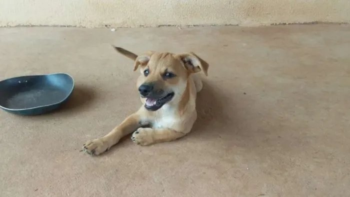 Cachorro raça vira lata idade 2 a 6 meses nome sem nome