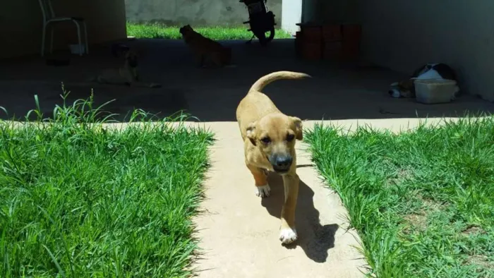 Cachorro raça vira lata idade 2 a 6 meses nome sem nome