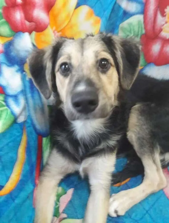Cachorro ra a SEM RAÇA DEFINIDA.  idade 2 a 6 meses nome SEM NONE.