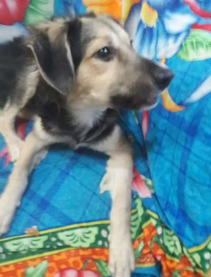Cachorro ra a SEM RAÇA DEFINIDA.  idade 2 a 6 meses nome SEM NONE.