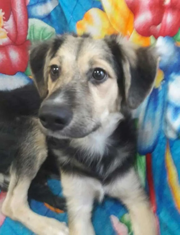 Cachorro ra a SEM RAÇA DEFINIDA.  idade 2 a 6 meses nome SEM NONE.