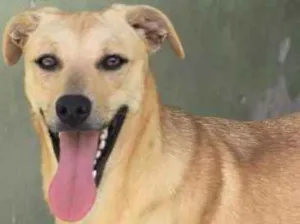 Cachorro raça  idade 2 anos nome FLORA