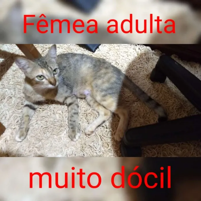 Gato ra a Abandonados idade Abaixo de 2 meses nome Bebes