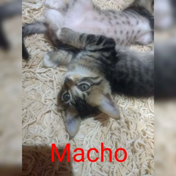 Gato ra a Abandonados idade Abaixo de 2 meses nome Bebes