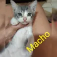 Bebes