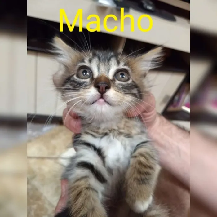 Gato ra a Abandonados idade Abaixo de 2 meses nome Bebes