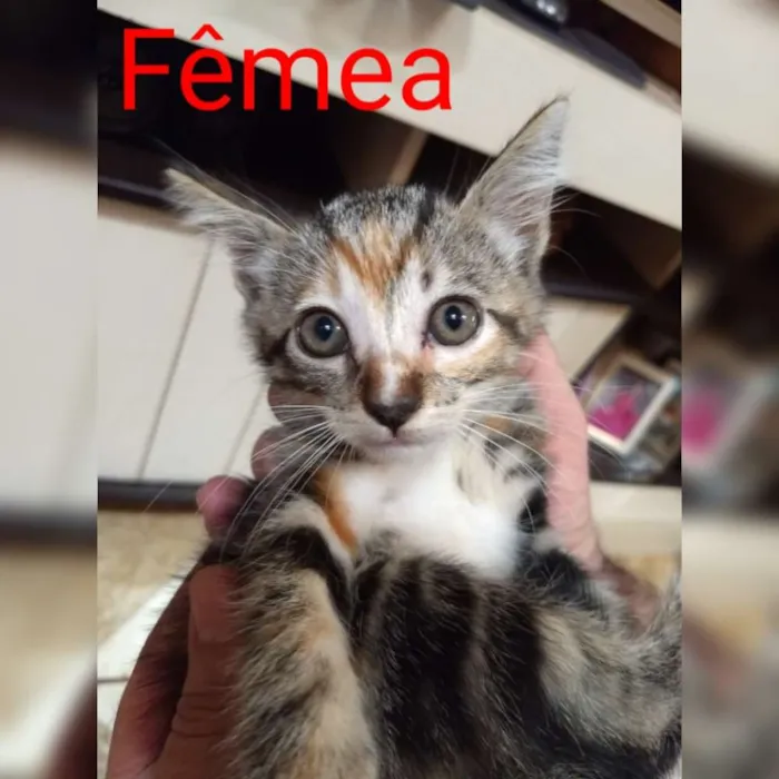 Gato ra a Abandonados idade Abaixo de 2 meses nome Bebes