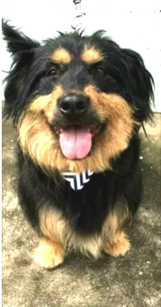 Cachorro ra a Mestiço de Bernesse idade 5 anos nome Pelúcio 