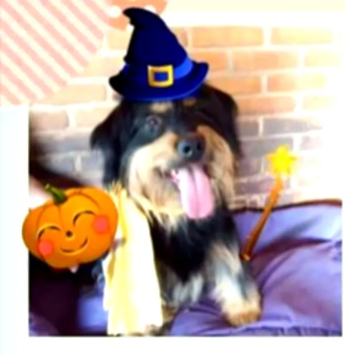 Cachorro ra a Mestiço de Bernesse idade 5 anos nome Pelúcio 
