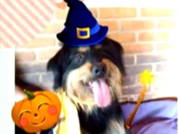 Cachorro ra a Mestiço de Bernesse idade 5 anos nome Pelúcio 