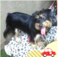 Pelúcio 