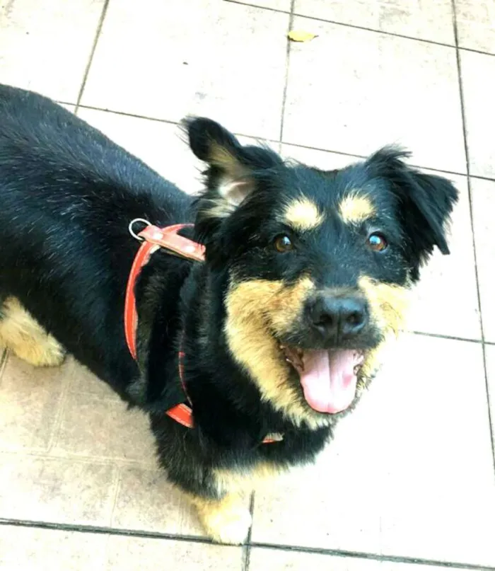 Cachorro ra a Mestiço de Bernesse idade 5 anos nome Pelúcio 