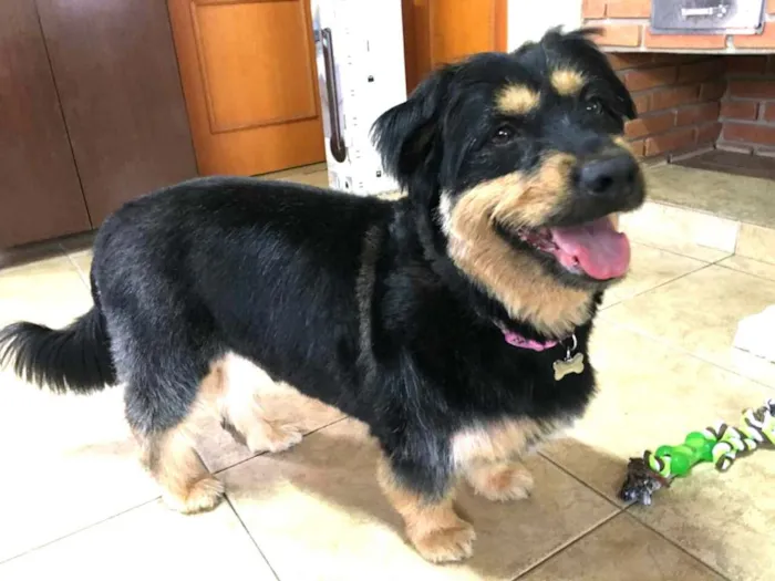 Cachorro ra a Mestiço de Bernesse idade 5 anos nome Pelúcio 