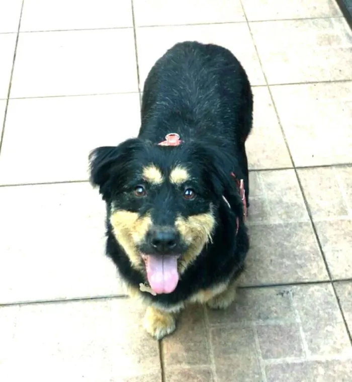 Cachorro ra a Mestiço de Bernesse idade 5 anos nome Pelúcio 