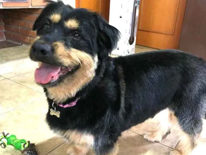 Cachorro ra a Mestiço de Bernesse idade 5 anos nome Pelúcio 