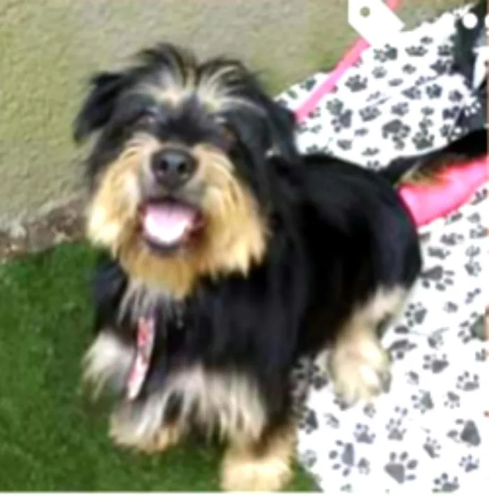 Cachorro ra a Mestiço de Bernesse idade 5 anos nome Pelúcio 
