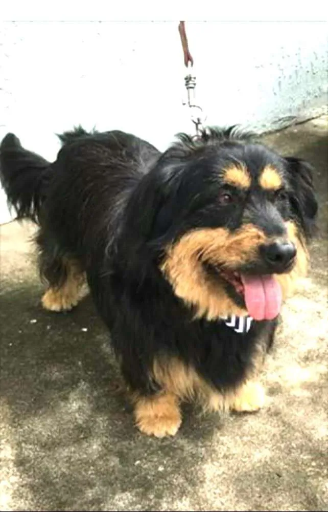 Cachorro ra a Mestiço de Bernesse idade 5 anos nome Pelúcio 