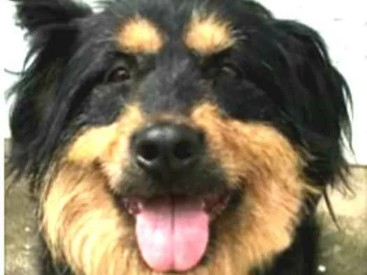 Cachorro ra a Mestiço de Bernesse idade 5 anos nome Pelúcio 