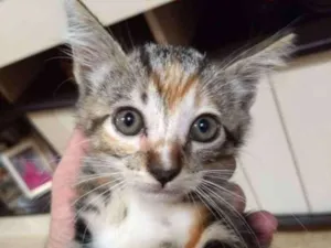 Gato raça Abandonados idade Abaixo de 2 meses nome Bebes
