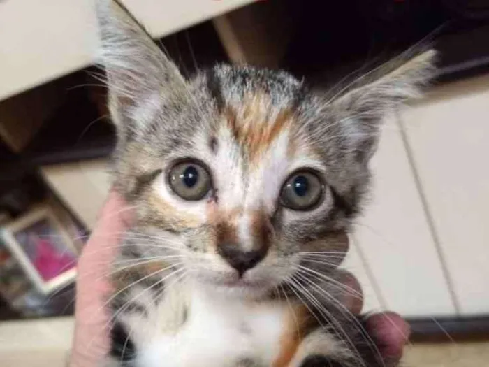 Gato ra a Abandonados idade Abaixo de 2 meses nome Bebes